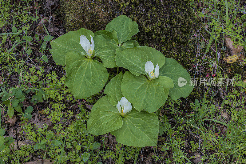 albidum，又名giant white wakerobin, white toadshade, sweet Trillium，是黑花科的一种开花植物。甜面包岭州立公园;加州索诺玛县的马亚卡玛斯山脉。